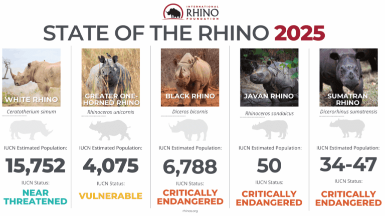 Image of stats for world rhino day 2025