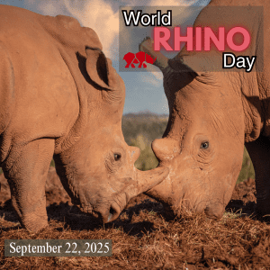 Image of two rhinos on world rhino day 2025